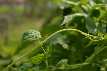 Close-up of green leaf with natural veins and texture