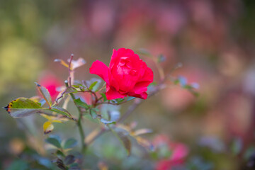 Red rose in the autumn