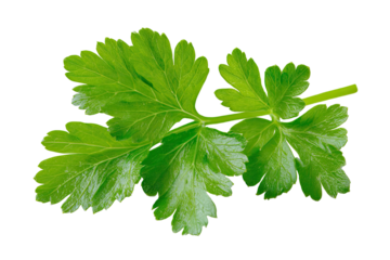 A sprig of vibrant green herb, detailed leaves, against a stark black background