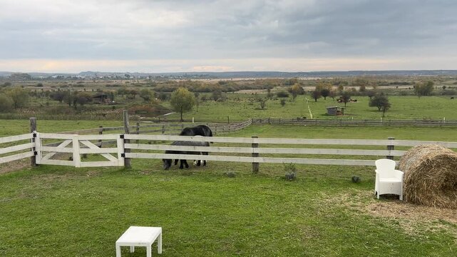 Horse farm, horses grazing and playing on the lawn
