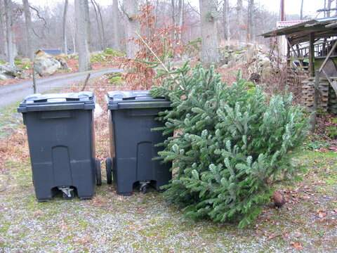 abgeschm&uuml;ckter Weihnachtsbaum neben M&uuml;lltonnen