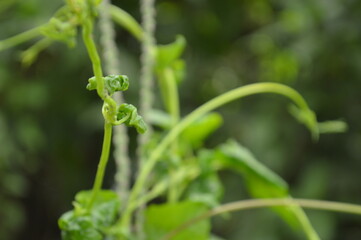 Close-up of green leaf with natural veins and texture