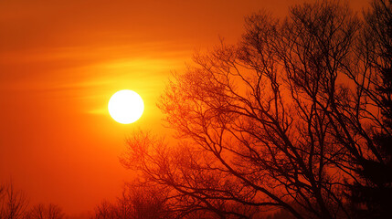 Fototapeta premium Beautiful tree silhouettes on a warm orange sunset horizon, symbolizing the end of the day and showcasing a stunning view.