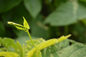 Close-up of green leaves with natural background in daylight