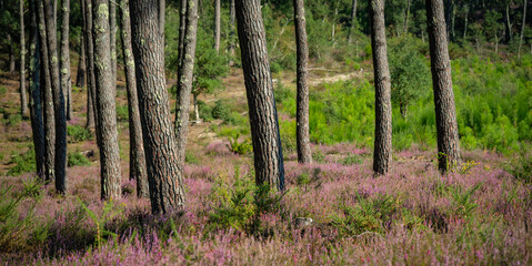 Landes forest, Moliets, vibrant heather blooms under towering pine trees. The clear blue sky adds charm to the peaceful forest scene, creating a perfect outdoor retreat.