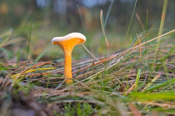 Ż&oacute;łty grzyb rosnący wśr&oacute;d trawy w jesiennym lesie. Makrofotografia pokazująca delikatne światło i naturalne kolory natury. Niski kąt ujęcia podkreśla detal i strukturę kapelusza.
