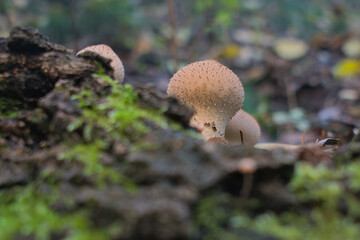 Grzyby rosnące na wilgotnym pniu w lesie. Zbliżenie ukazujące fakturę i strukturę kapeluszy pokrytych drobnymi kolcami. Jesienna sceneria z mchem i miękkim światłem tworzy naturalny klimat lasu