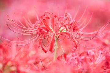 青空と彼岸花咲き誇る土手
