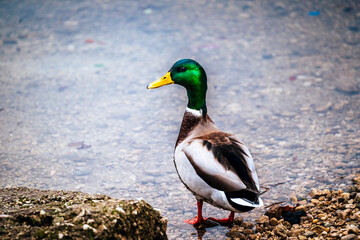 Lake Bohinj bathed in autumn magic. The kingdom of the golden-horned ibex.