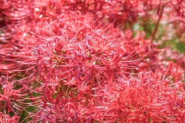 青空と彼岸花咲き誇る土手
