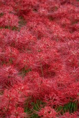 青空と彼岸花咲き誇る土手
