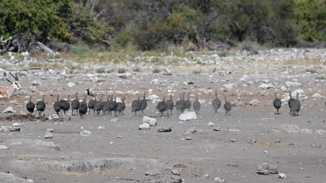 A flock of Helmeted Guineafowl (Numida meleagris) at a waterhole in Etosha National Park, Namibia, Africa