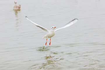 Seagull Baltic Sea