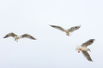 Seagull Baltic Sea