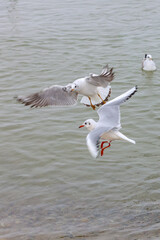 Seagull Baltic Sea
