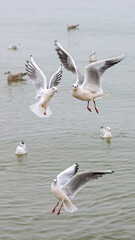 Seagull Baltic Sea