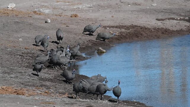 A flock of Helmeted Guineafowl (Numida meleagris) at a waterhole in Etosha National Park, Namibia, Africa