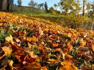 autumn leaves in golden sunlight on the ground