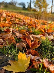 Autumn leaves in golden sunlight on the ground