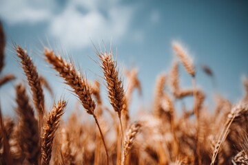 Obraz premium Wheat fields sway gently under a bright blue sky during the warm summer afternoon