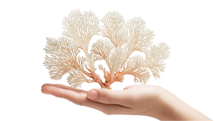 Coral in Hand: Delicate Marine Life and Human Connection on White