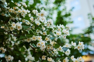 Blooming white jasmine flowers in a flower bed with a park