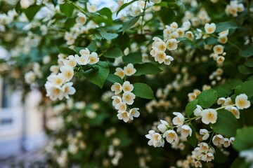 Blooming white jasmine flowers in a flower bed with a park