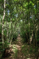 新緑が濃い夏の登山風景

