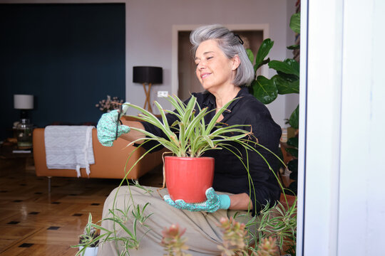 Happy mature woman taking care of her houseplants, pruning a spider plant - Powered by Adobe
