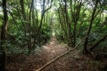 新緑が濃い夏の登山風景
