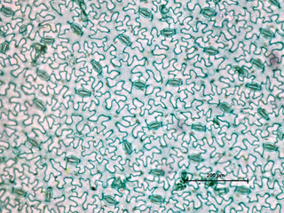 Mikroskopischer Dünnschnitt durch das Blatt einer Puffbohne (Vici Fabia) bei 200facher...