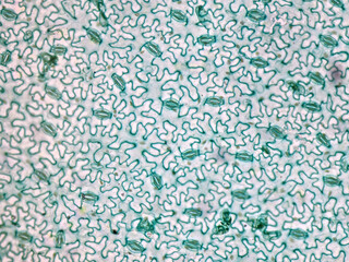 Mikroskopischer D&uuml;nnschnitt durch das Blatt einer Puffbohne (Vici Fabia) bei 200facher Vergr&ouml;&szlig;erung