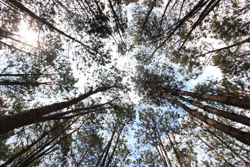 Serene low angle view of tall pine forest canopy looking up toward sky