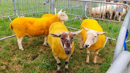 Prize-winning painted yellow sheep at an agricultural show