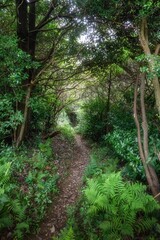 新緑が濃い夏の登山風景
