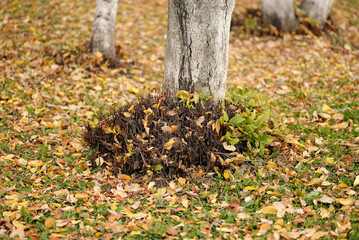 Tree trunk surrounded by dry fallen autumn leaves on green grass in city park, seasonal natural background with warm fall tones.
