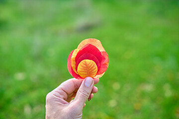 Colorful autumn leaves in hand on sunny day. Beauty nature