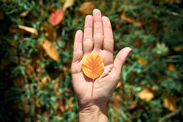 Autumn leaf in man hand on sunny day. Beauty nature