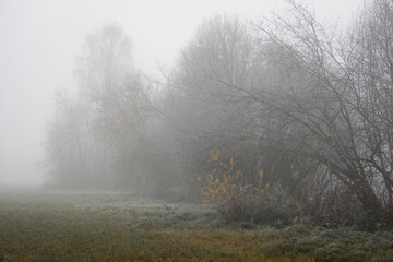 Misty winter landscape with frost-covered grass and bare trees vanishing into fog. Serene, moody atmosphere perfect for seasonal, nature, or contemplative themes.