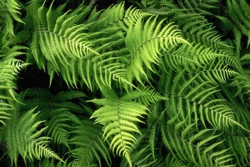 新緑が濃い夏の登山風景
