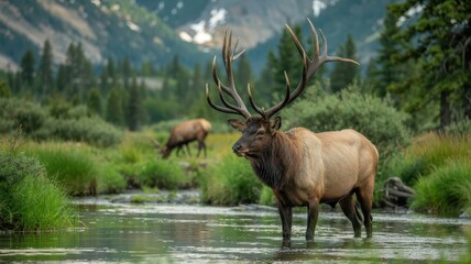 Bull elk standing in a stream with mountains in background