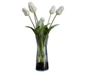 White tulips standing in a glass vase, ready for use with ample copy space