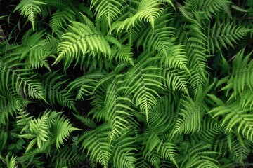 新緑が濃い夏の登山風景
