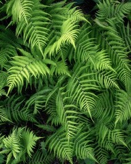 新緑が濃い夏の登山風景
