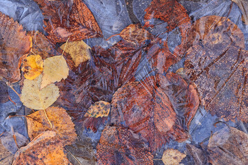 autumn fallen leaves frozen in ice, seasonal background, texture of autumn and early winter