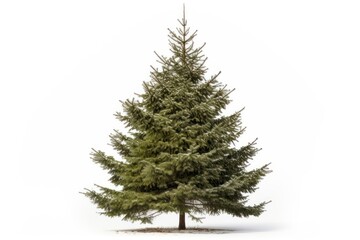 Fototapeta premium Tree christmas spruce plant.
