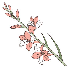 Floral Elegance: Depicts a delicate and artistic illustration of a single stem of gladiolus flowers, boasting soft petals and elegant lines.