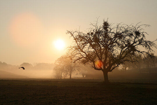Sonnenaufgang am fr&uuml;hen Morgen im Nebel