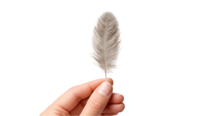 Hand delicately holding a single soft light gray feather against a clean white background in a minimalistic and simple composition close-up.