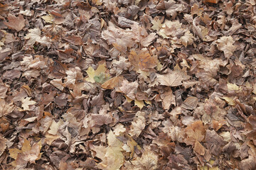 background is fallen autumn leaves, the seasonal backdrop of October fall